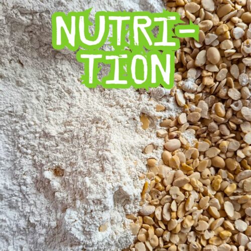 Féverole Bio et farines sans gluten riches en protéines et en fibres