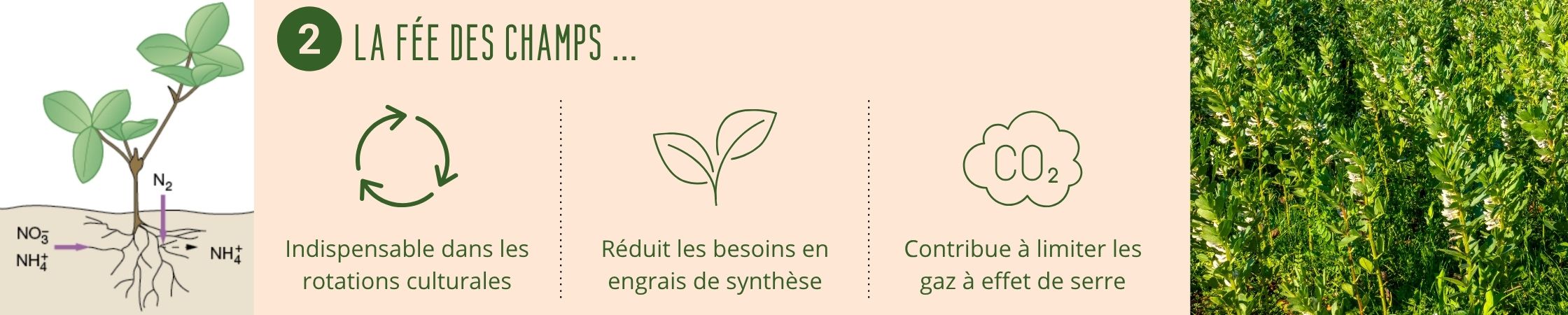 La féverole, la fée des champs. La féverole capte l'azote et régénère les terres