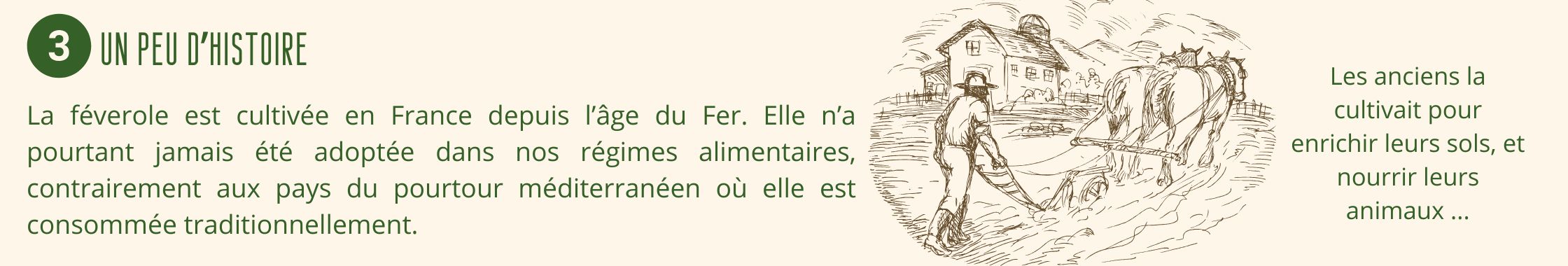 La féverole, un peu d'histoire. elle est cultivée en France depuis l'âge du Fer
